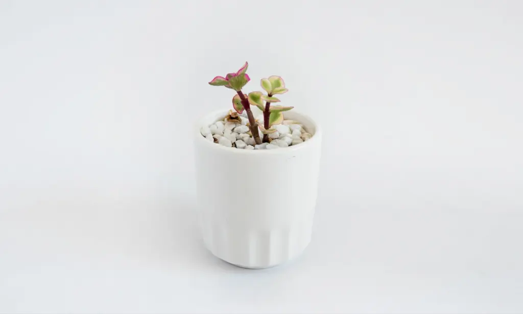 product photo background